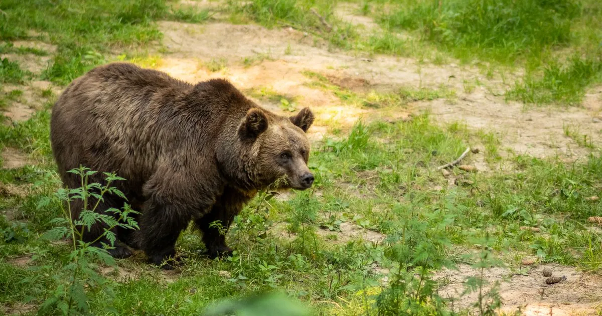 Urs semnalat pe străzile din Rădășeni și Fălticeni. Val de mesaje RO-Alert în Suceava