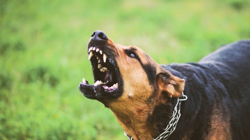 Bărbat reținut la Deva după ce câinele său de rasa malinois a atacat o femeie în bloc