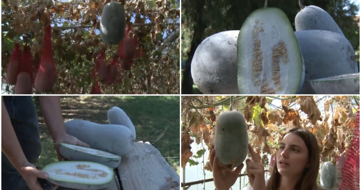 Pepenele de iarnă, gigantul din serele din Buzău: fructe uriașe care pot rezista până la șase luni