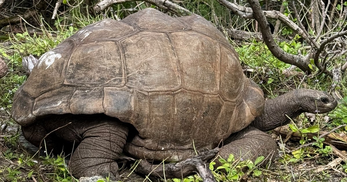 Revenirea uimitoare a țestoaselor gigantice din Galapagos, dispărute timp de două secole