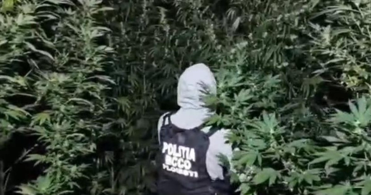 Doi bărbați de 37 de ani au fost arestați după ce au cultivat canabis într-o pădure din Crevedia