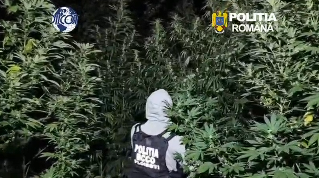 Doi bărbați au fost prinși în flagrant în timp ce îngrijeau o cultură de canabis de 4 metri în pădure