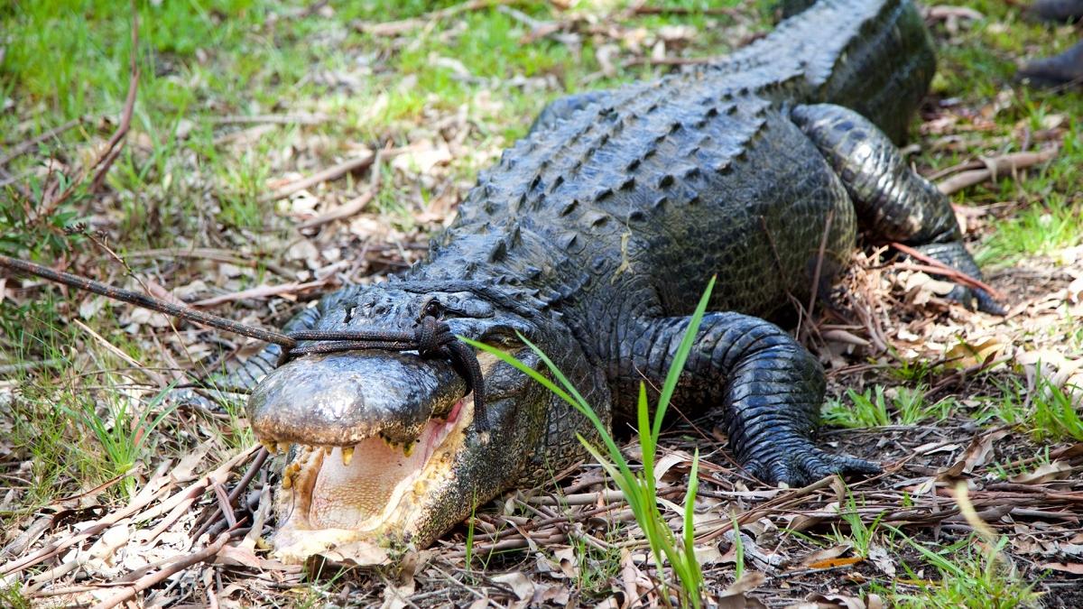 Controverse la Jocurile Olimpice din 2032: Locul pentru canotaj este un râu cu crocodili
