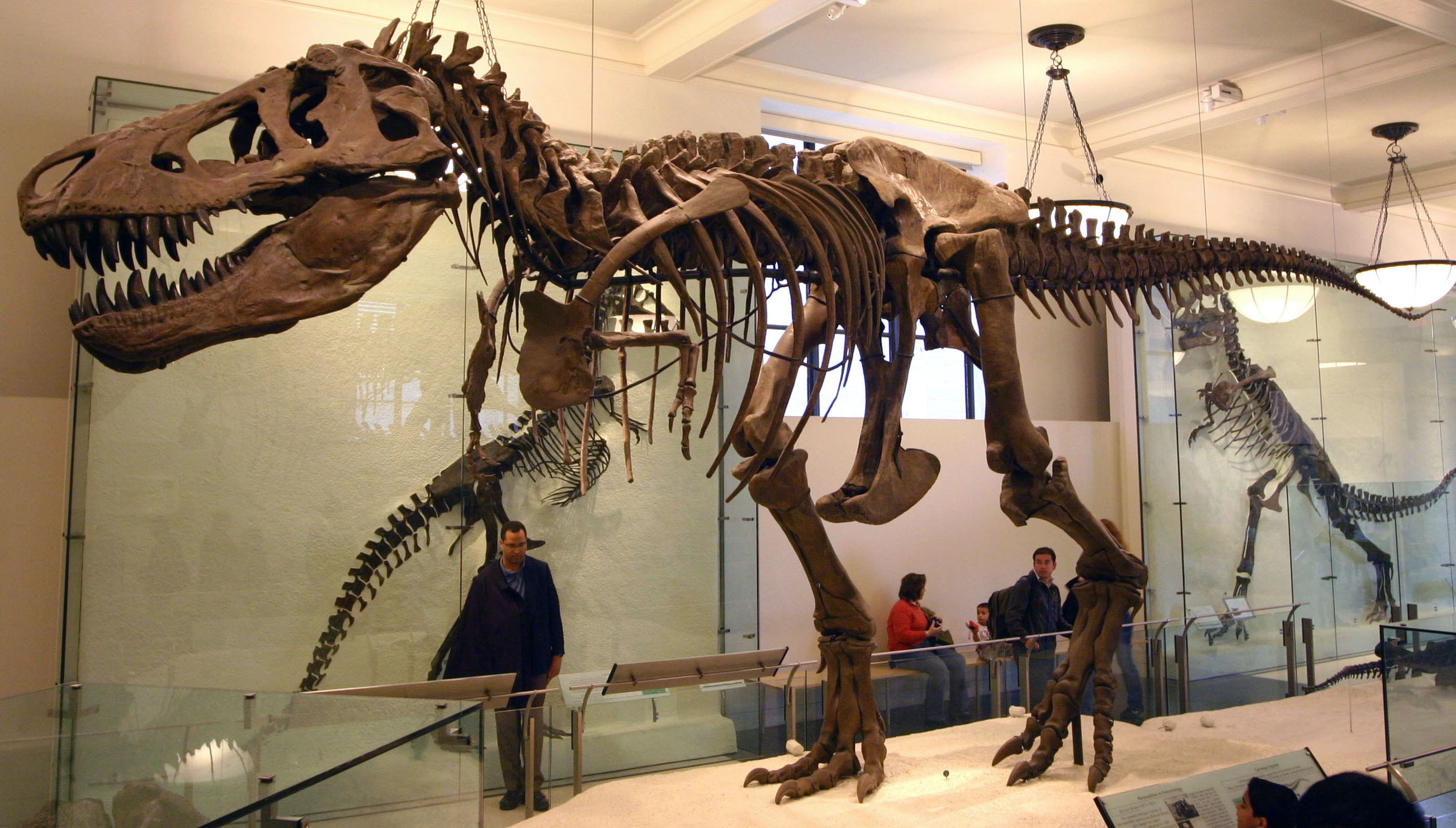 Descoperire majoră: Tyrannosaurus rex avea sânge cald și o temperatură corporală apropiată de cea a oamenilor
