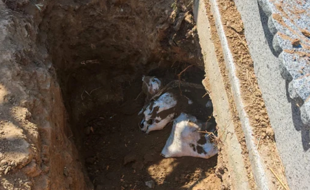 Ancheta pentru osemenzile găsite în Cimitirul Ortodox Strehareț din Slatina: au fost audiate patru persoane