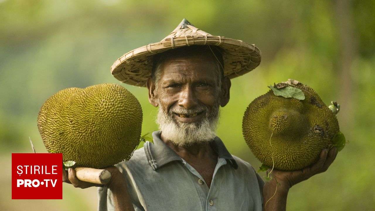 Jackfruit: fructul exotic cu dimensiuni uriașe care devine o alternativă populară la carne
