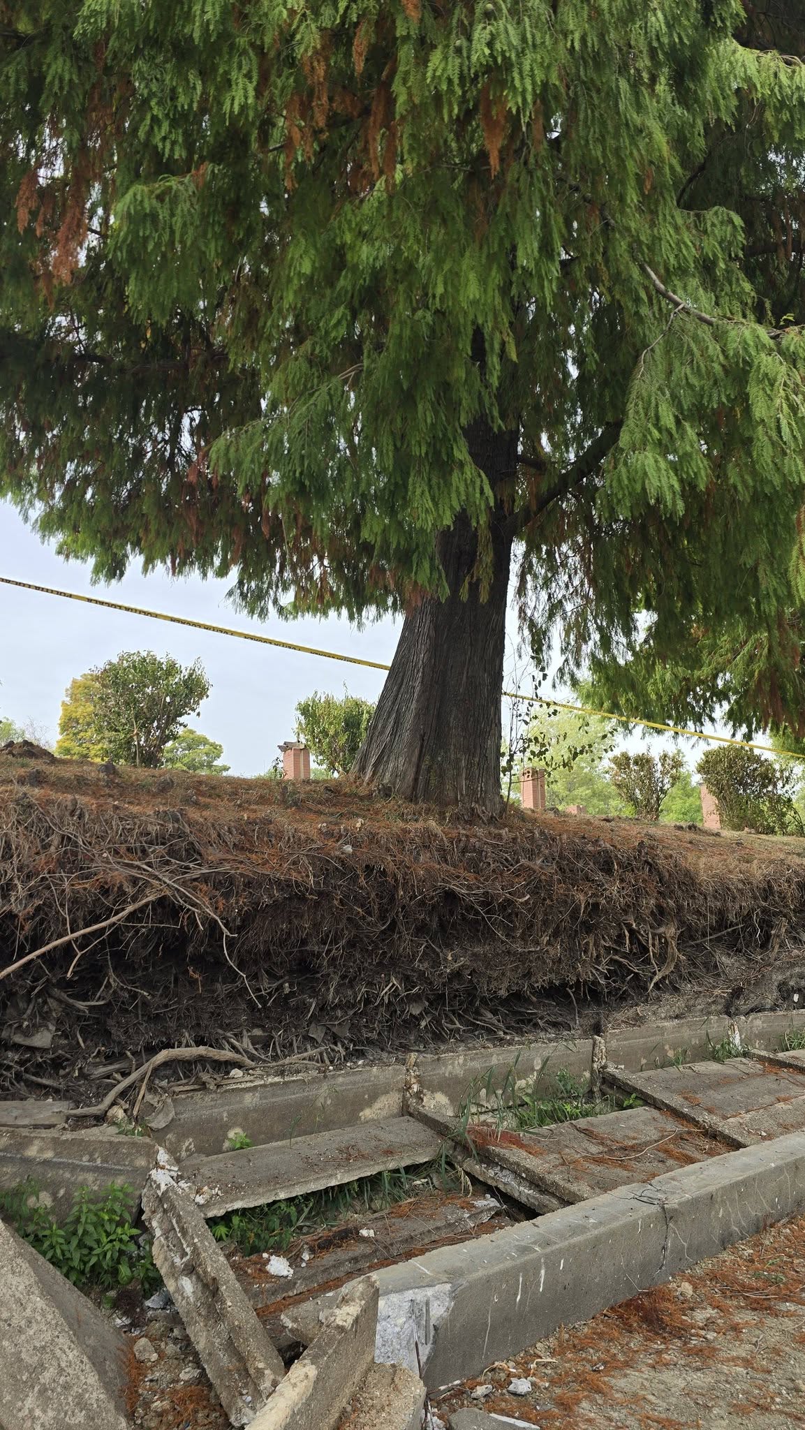 Un chiparos de aproape 100 de ani a fost salvat în Parcul Herăstrău prin tehnologie modernă