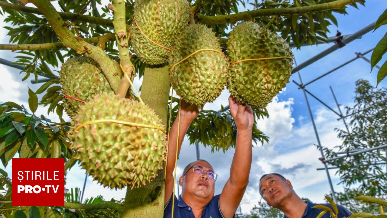 Durian, fructul exotic cu miros de ouă stricate care este considerat regele fructelor în Asia