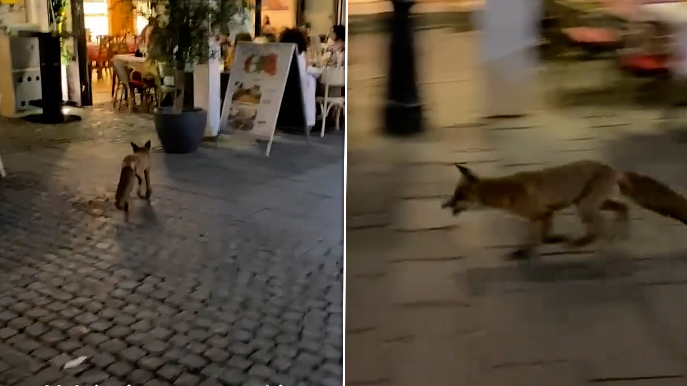 O vulpe sălbatică a provocat haos în Centrul Vechi, intrând într-un restaurant din București