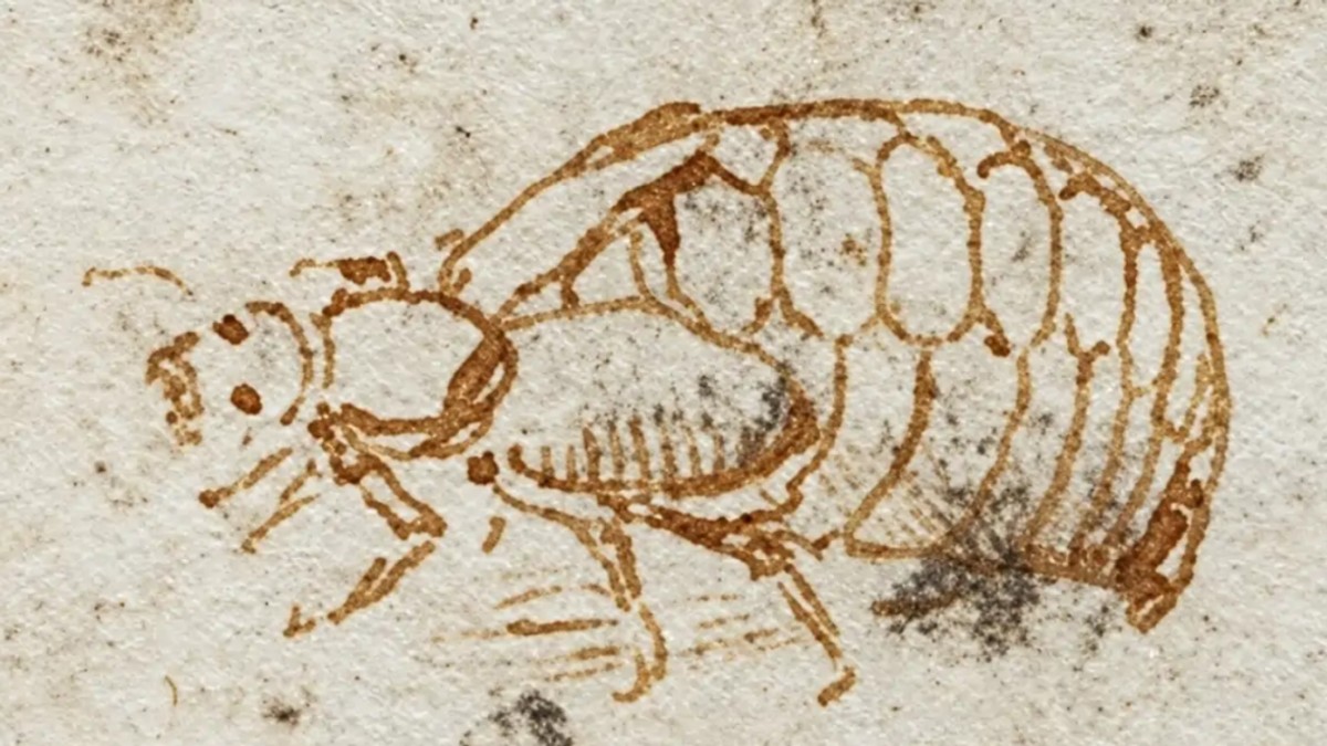 Misterul desenului lui Leonardo da Vinci: cercetătorii au identificat un gândac ciudat din manuscrisul Codex Arundel