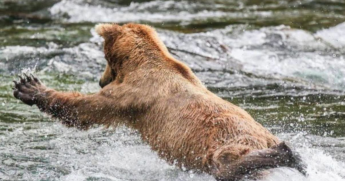 A început Fat Bear Week: sute de mii de oameni votează pentru cel mai gras urs brun din Alaska