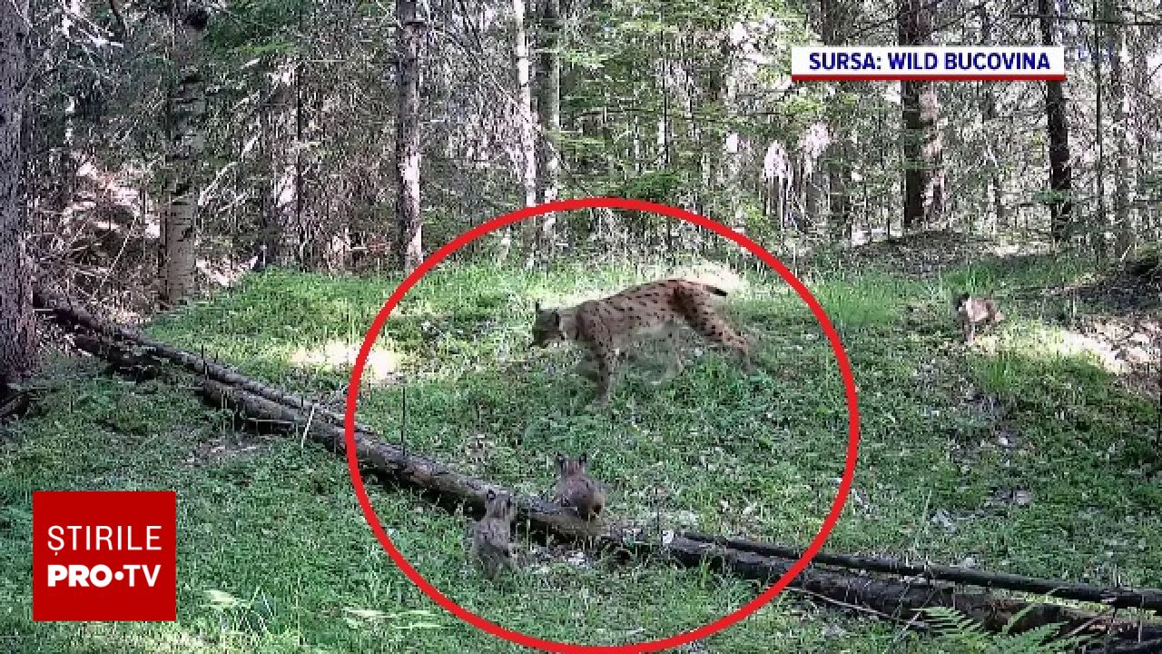 Imagini surprinzătoare din Bucovina: Trei pui de râs au fost filmați în pădure alături de mama lor