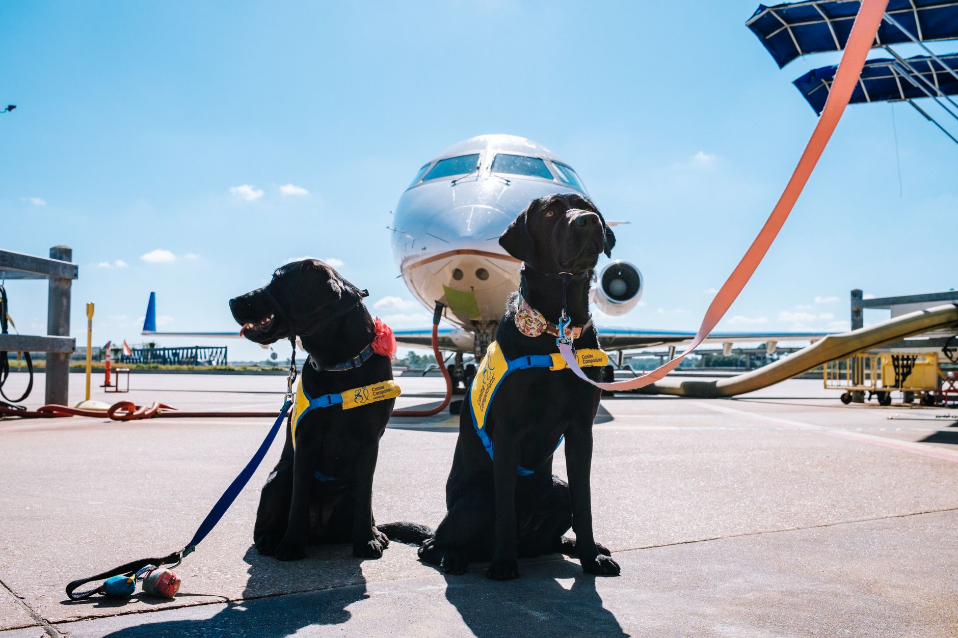 Reguli diferite pentru călătoria cu animalele de companie: ce oferă TAROM și companiile europene