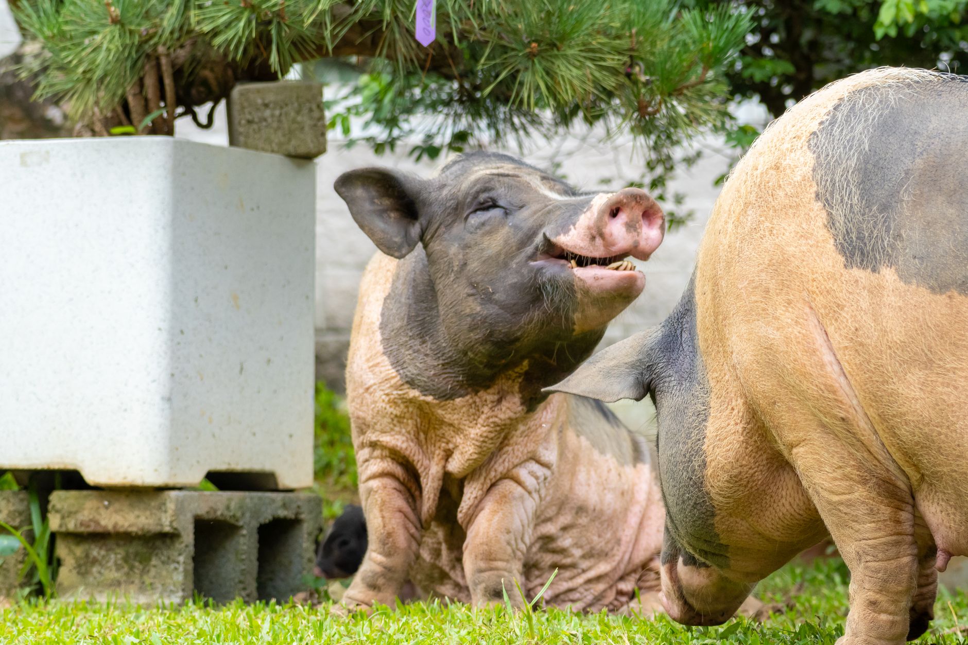 Focar de pestă porcină africană în județul Buzău: 6.000 de porci vor fi sacrificați