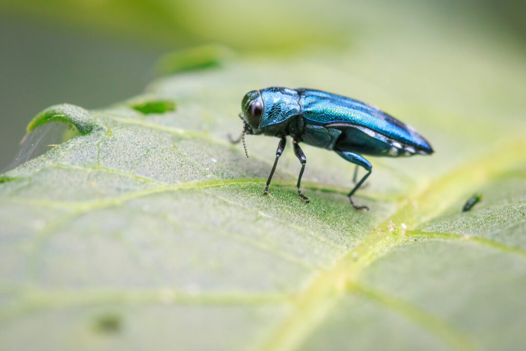 Insectă invazivă care a provocat pierderi masive în SUA a fost descoperită în Ungaria