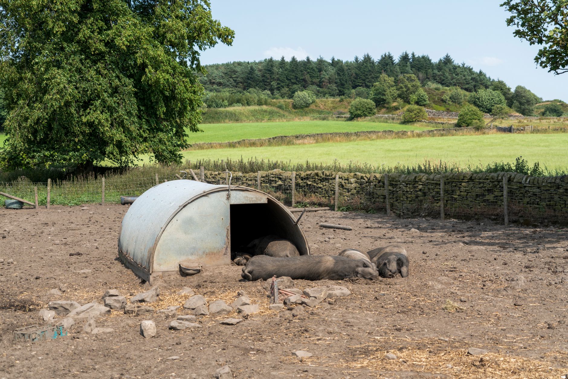 Focar de pestă porcină africană în Buzău: 5.720 de porci vor fi sacrificați în localitatea Stâlpu