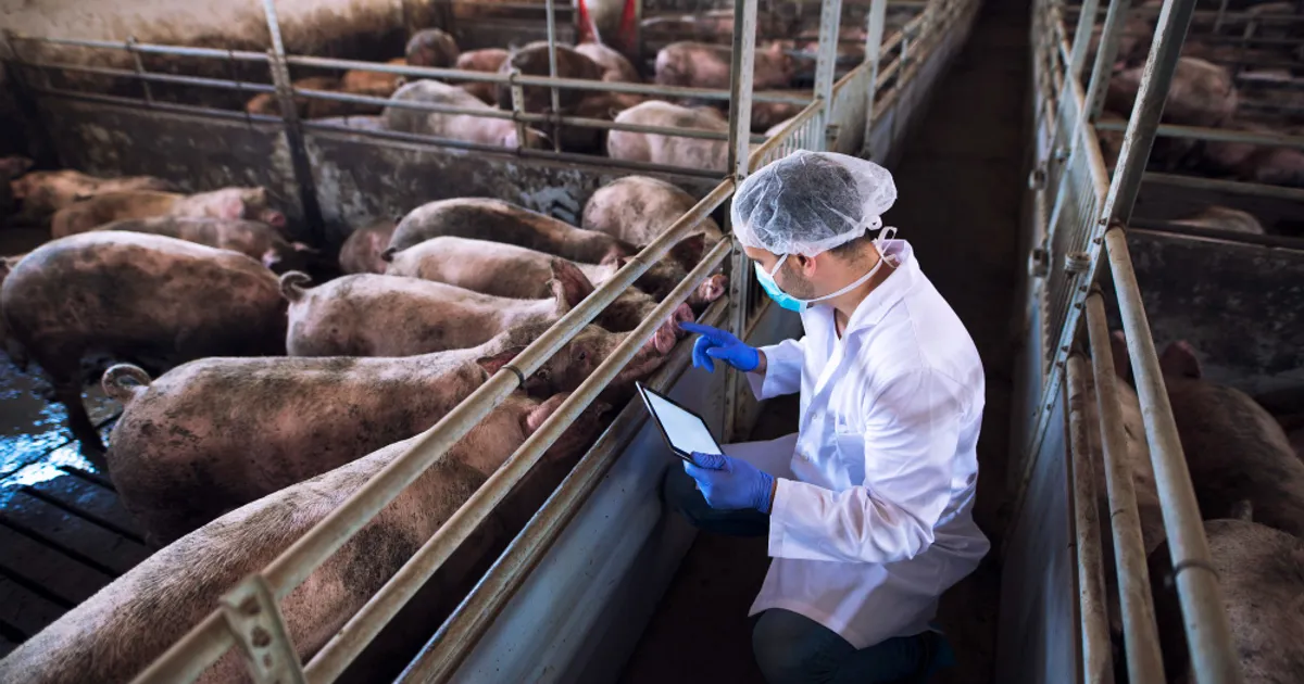 Focar de pestă porcină africană în județul Buzău: peste 5.700 de animale vor fi sacrificate
