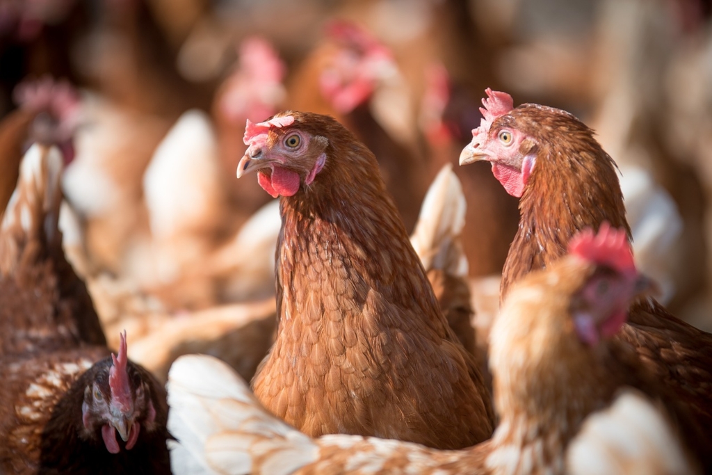 Avertisment de la ANSVSA: Cum poate ajunge gripa aviară în gospodării fără contact direct cu păsările