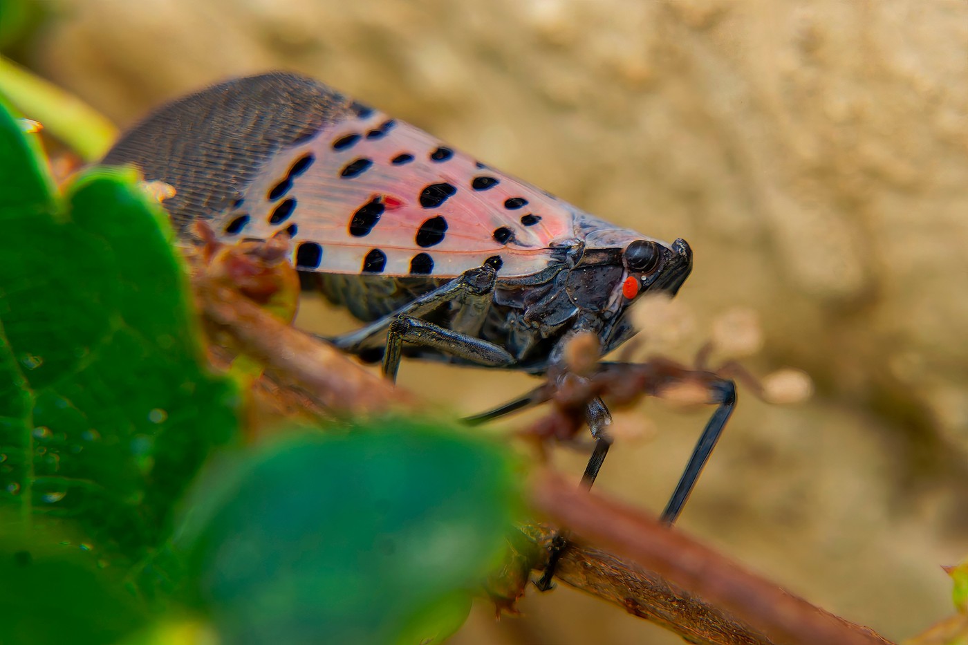 Specie invazivă de gândaci descoperită în Ungaria: pierderi uriașe în SUA și risc pentru vița de vie în UE