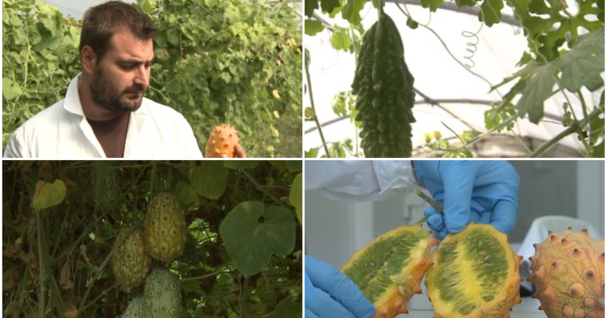Kiwano, fructul exotic cu coarne din Africa, este cultivat cu succes în județul Buzău