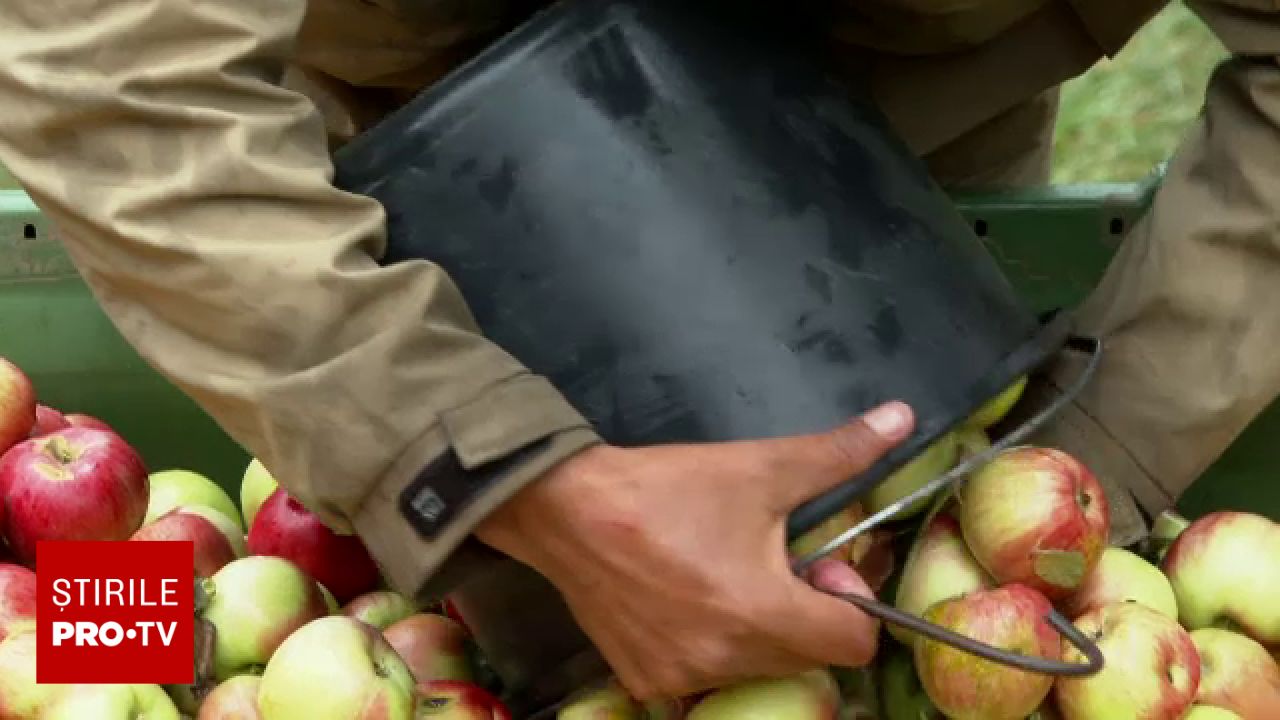 Producția de mere în România este excelentă, dar lipsesc în supermarketuri spre sfârșitul anului