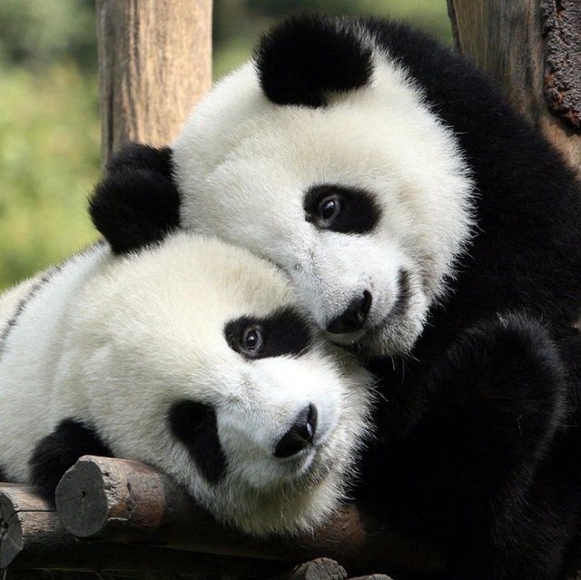 Două urși panda au plecat din China spre SUA pentru o perioadă de zece ani
