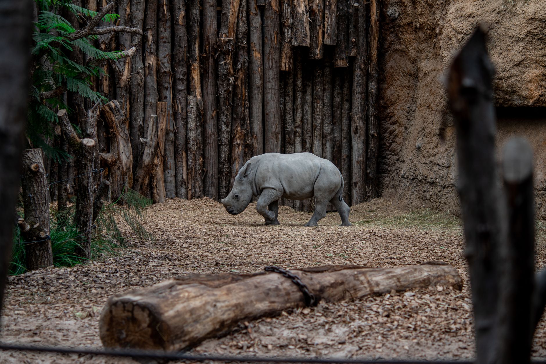 Grădina Zoologică Națională din Cuba raționează hrana animalelor din cauza crizei severe