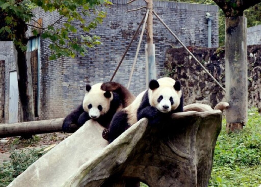 China trimite doi urși panda în SUA prin noua etapă a diplomației panda