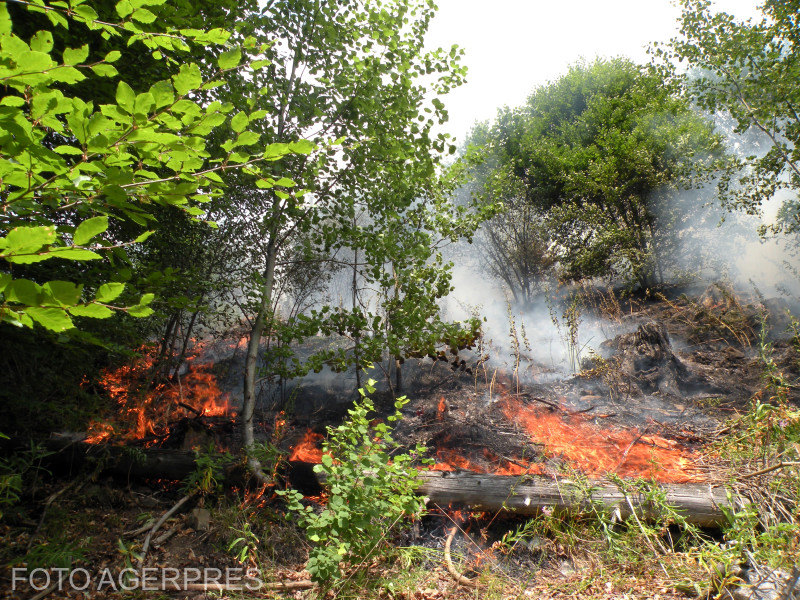 Eforturi masive în Vâlcea: peste 60 de pompieri luptă pentru stingerea incendiului din pădurea Băile Olănești