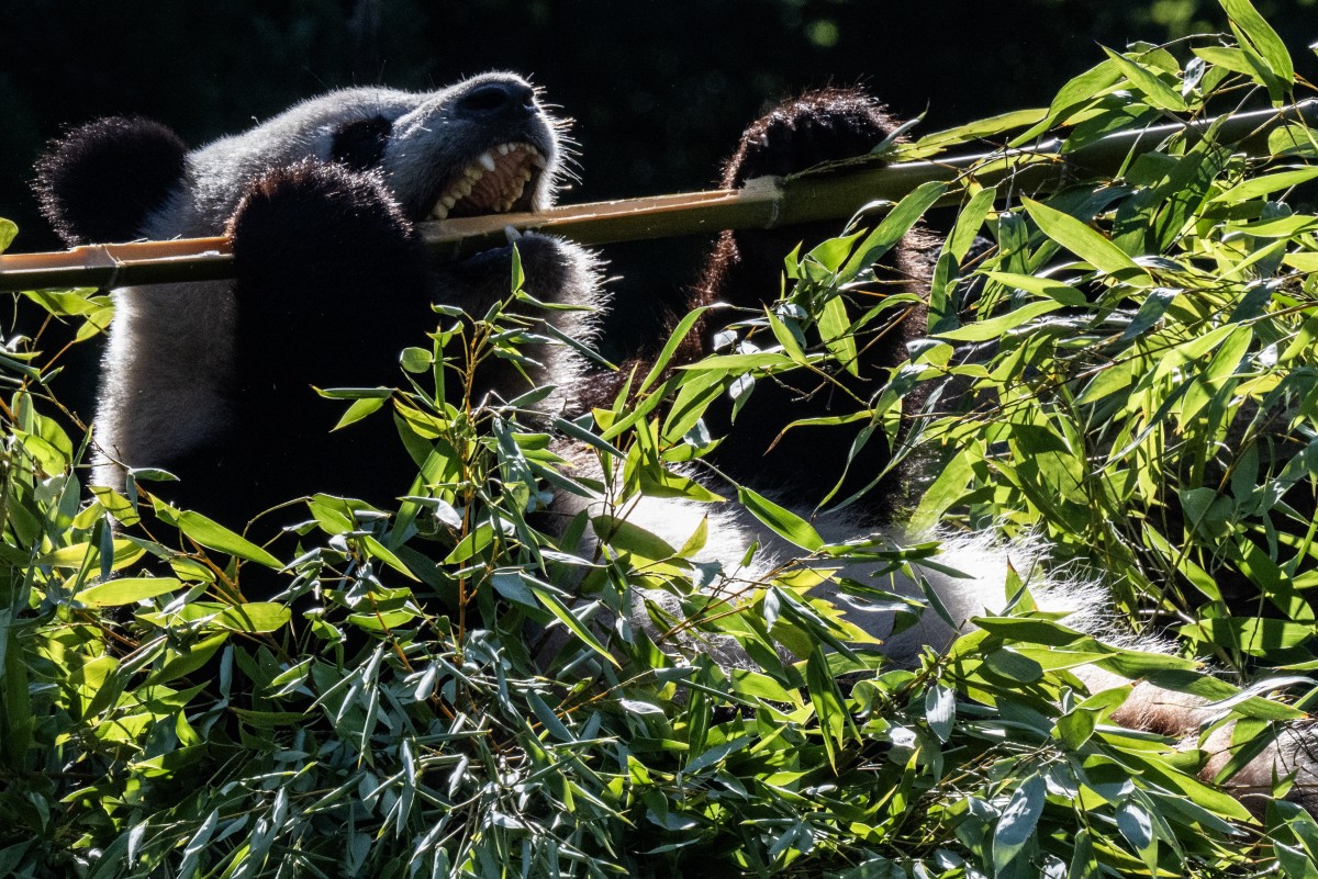 Doi urși panda uriași au sosit în SUA prin programul de diplomație panda al Chinei
