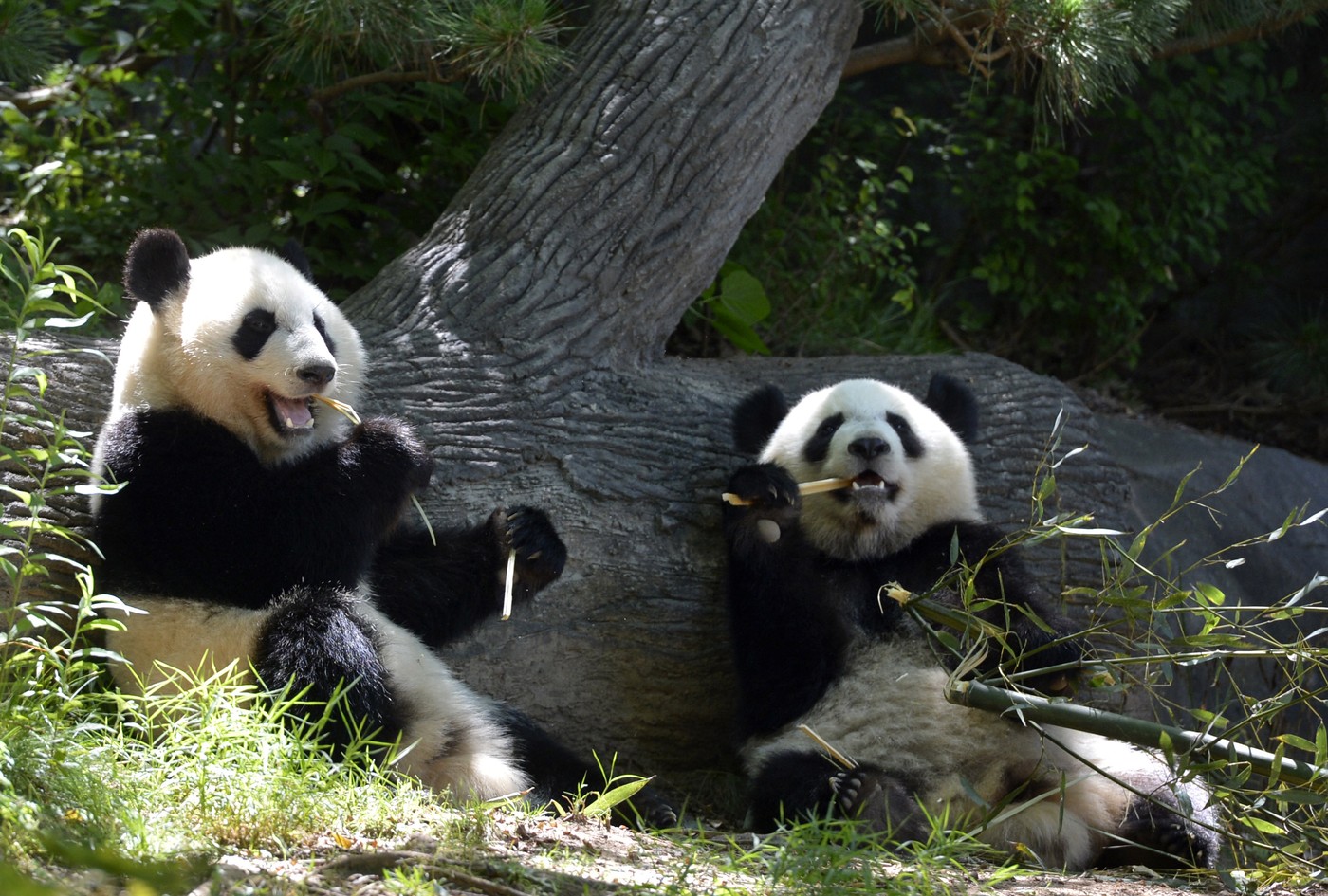 Doi urși panda giganți au sosit în SUA, după summitul dintre Xi Jinping și Donald Trump