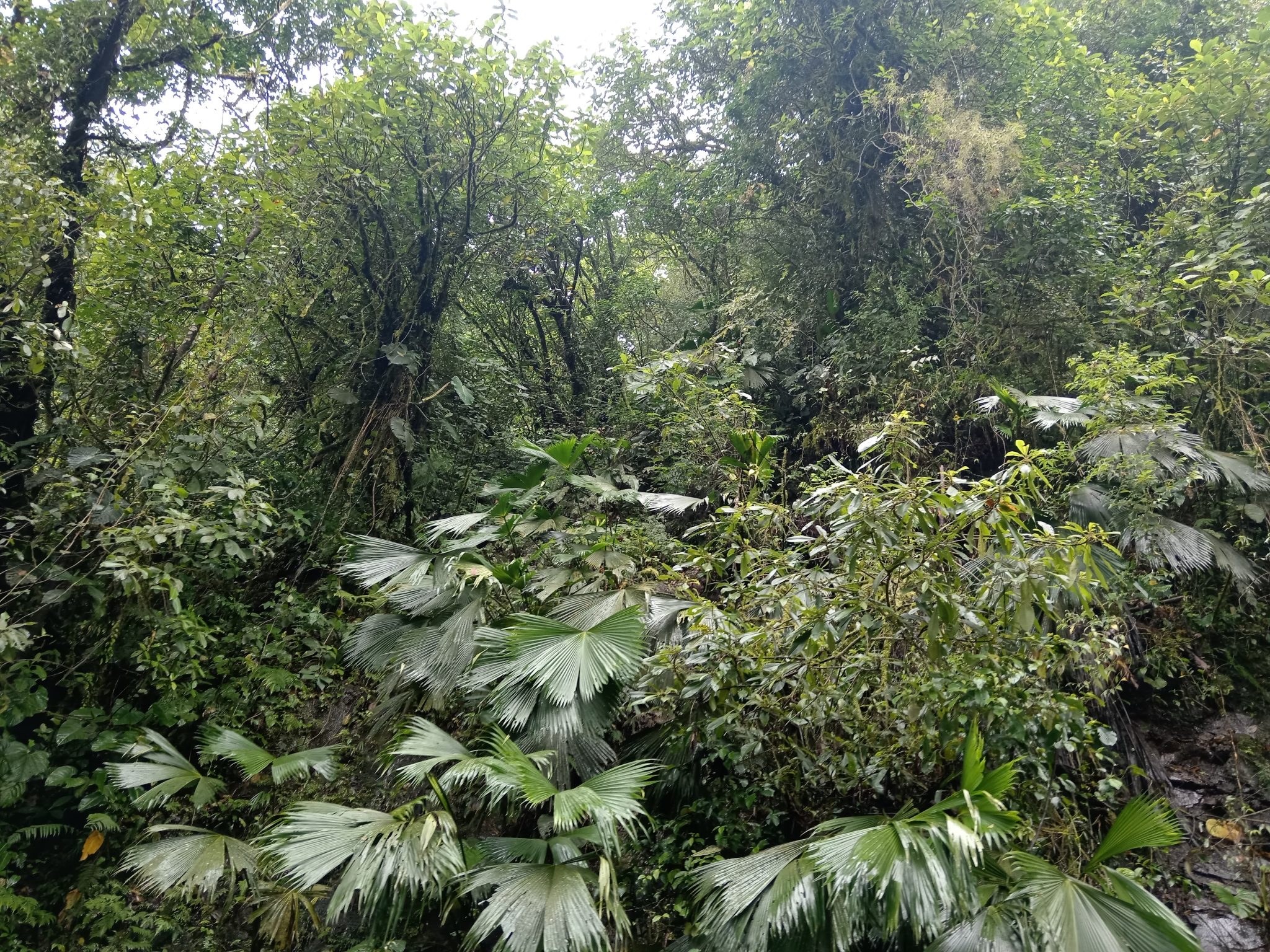 Strategii genetice surprinzătoare: arborii tropicali absorb dioxidul de carbon noaptea pentru a evita seceta