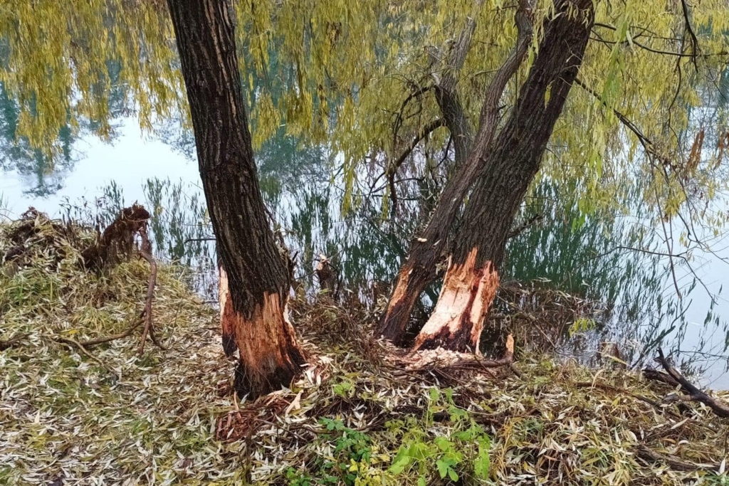 Oradea protejează 500 de arbori împotriva castorilor prin măsuri de protecție specială