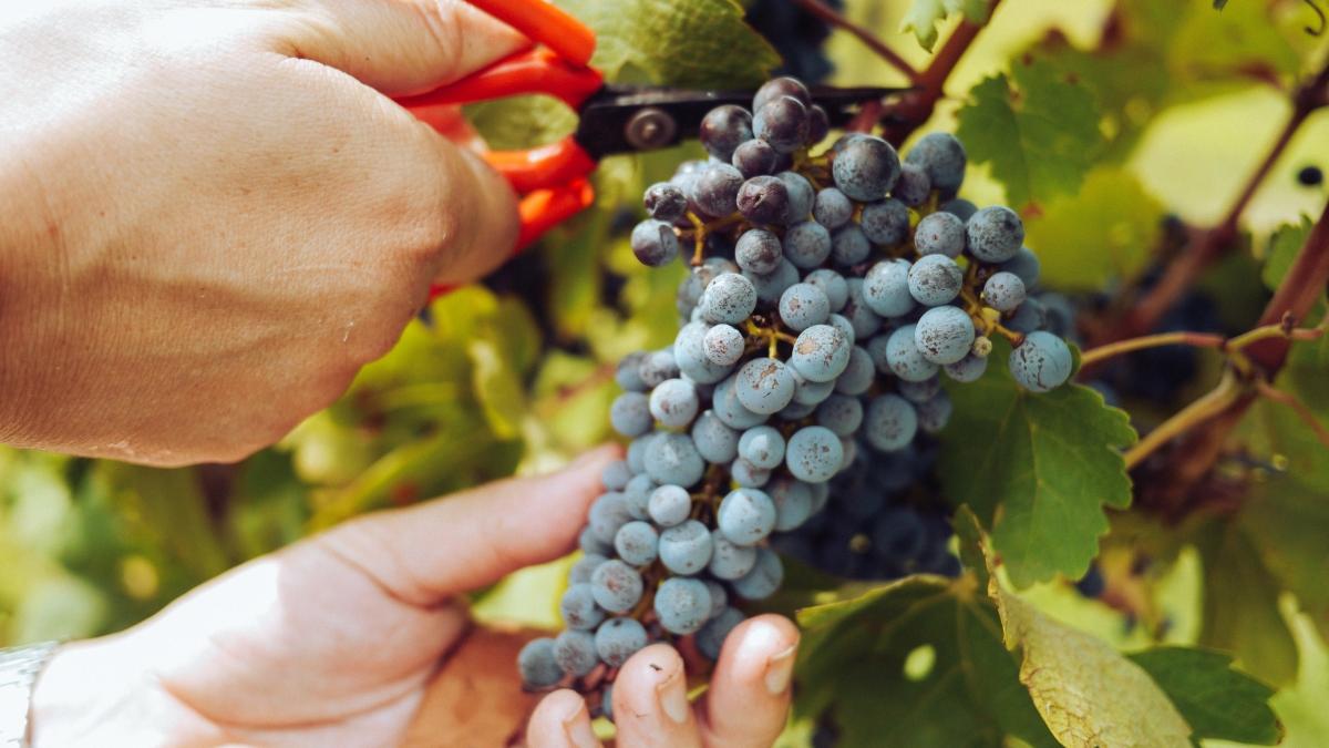 Producătorii de vin din Italia vor limita recolta pentru a menține prețurile ridicate