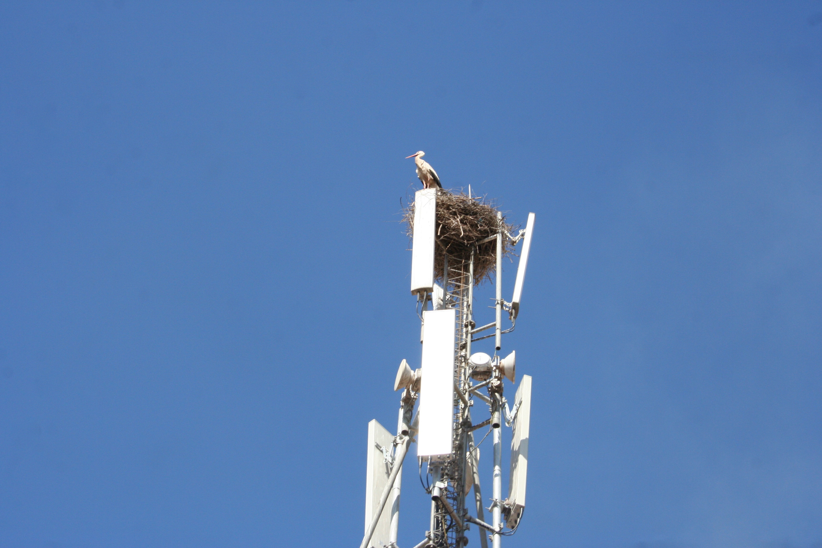 Estonia introduce roaming național în caz de război sau crize majore de infrastructură