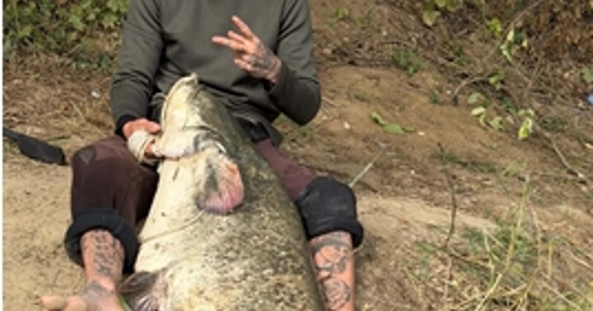 Captură spectaculoasă pe Someș: un pescar din Zalău a scos la mal un somn de 65 de kilograme