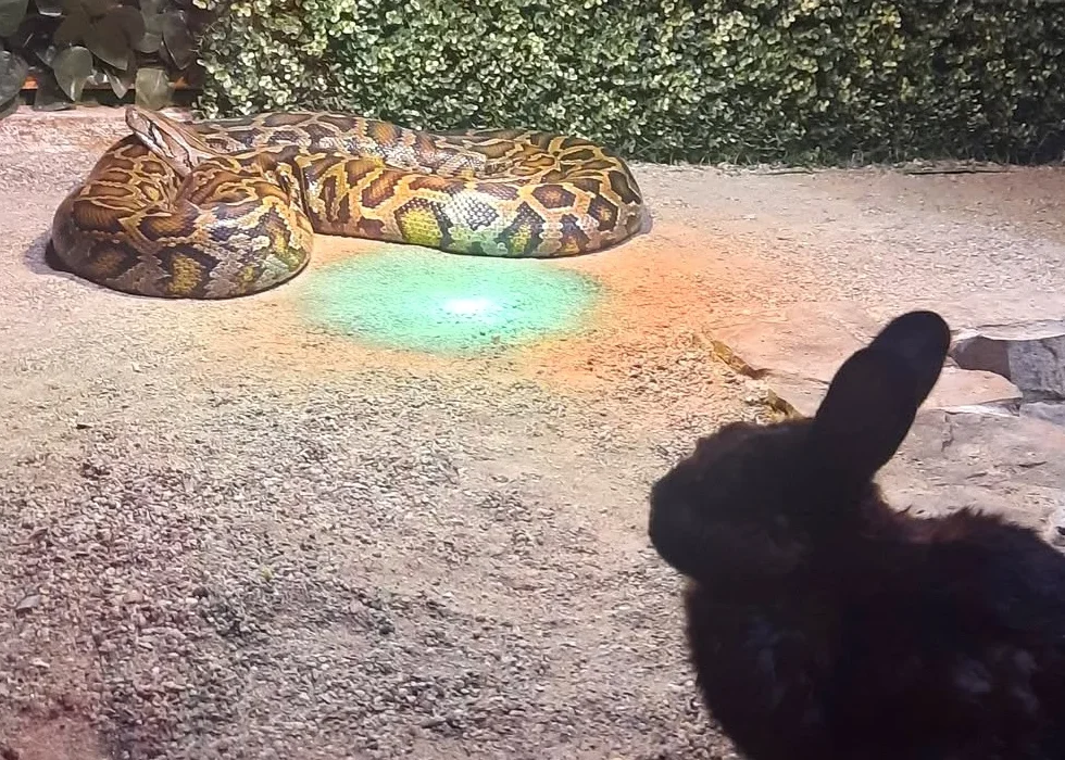 Controversă la Zoo Sibiu după ce un șarpe a fost fotografiat hrănindu-se cu un iepure viu