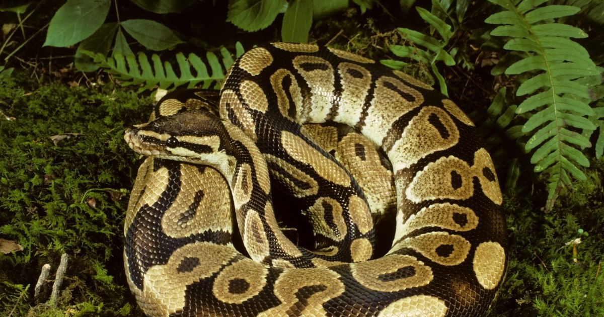 Incident la Grădina Zoologică din Sibiu: un iepure viu a fost oferit unui piton în fața publicului