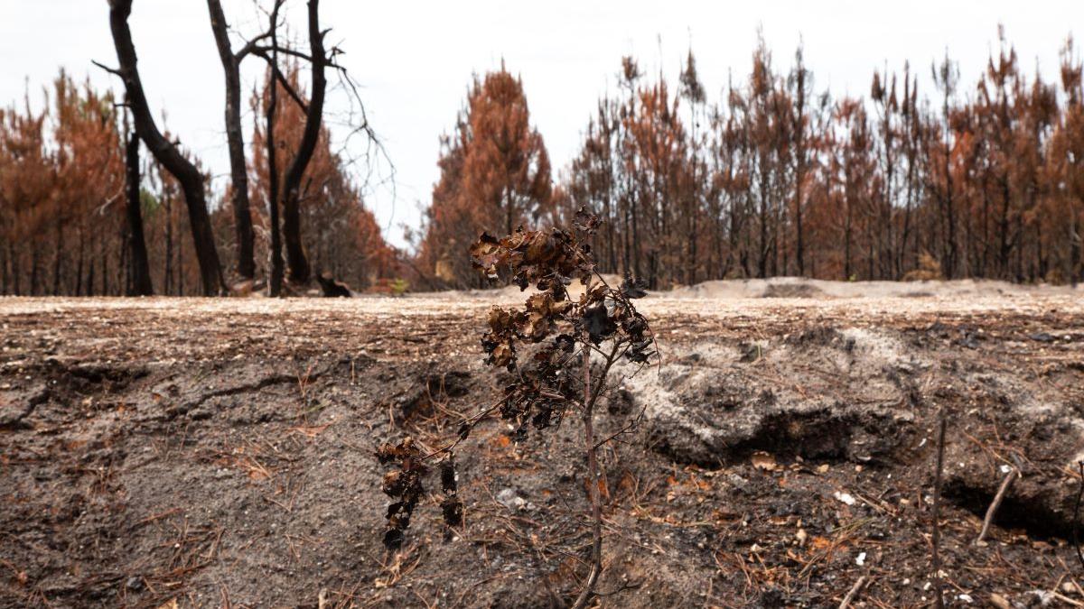 Cel mai mare incendiu din Franța a fost stins oficial după două luni de luptă cu flăcările