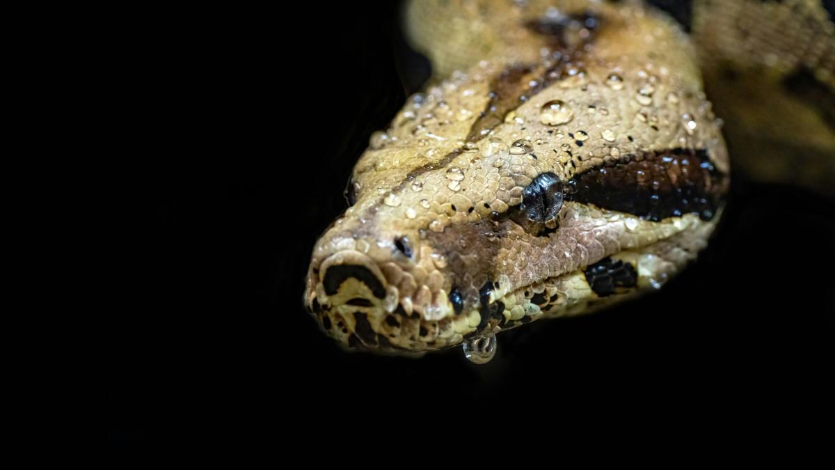 Scandal la Grădina Zoologică din Sibiu: un piton a fost hrănit cu un iepure viu în fața vizitatorilor