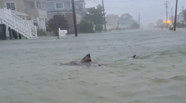 Un pui de rechin-câine a fost surprins înotând pe străzile inundate din Surf City, în SUA