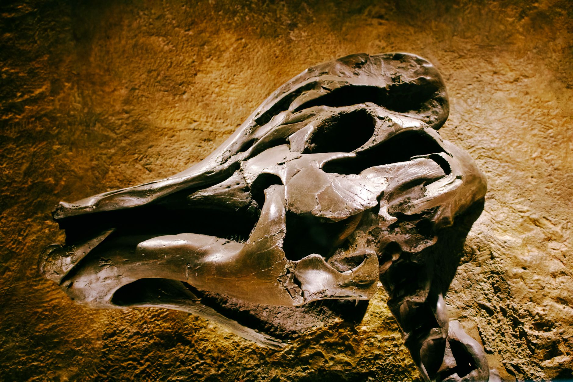 Descoperire arheologică în Creta: a fost găsit craniul unui rinocer cu două coarne, vechi de 8 milioane de ani