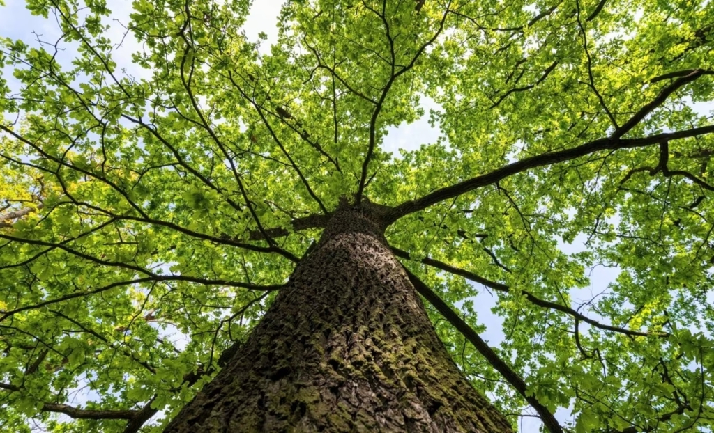 Orașul britanic care a acordat drepturi naturale arborilor: Lewes a adoptat o „Cartă a arborilor”