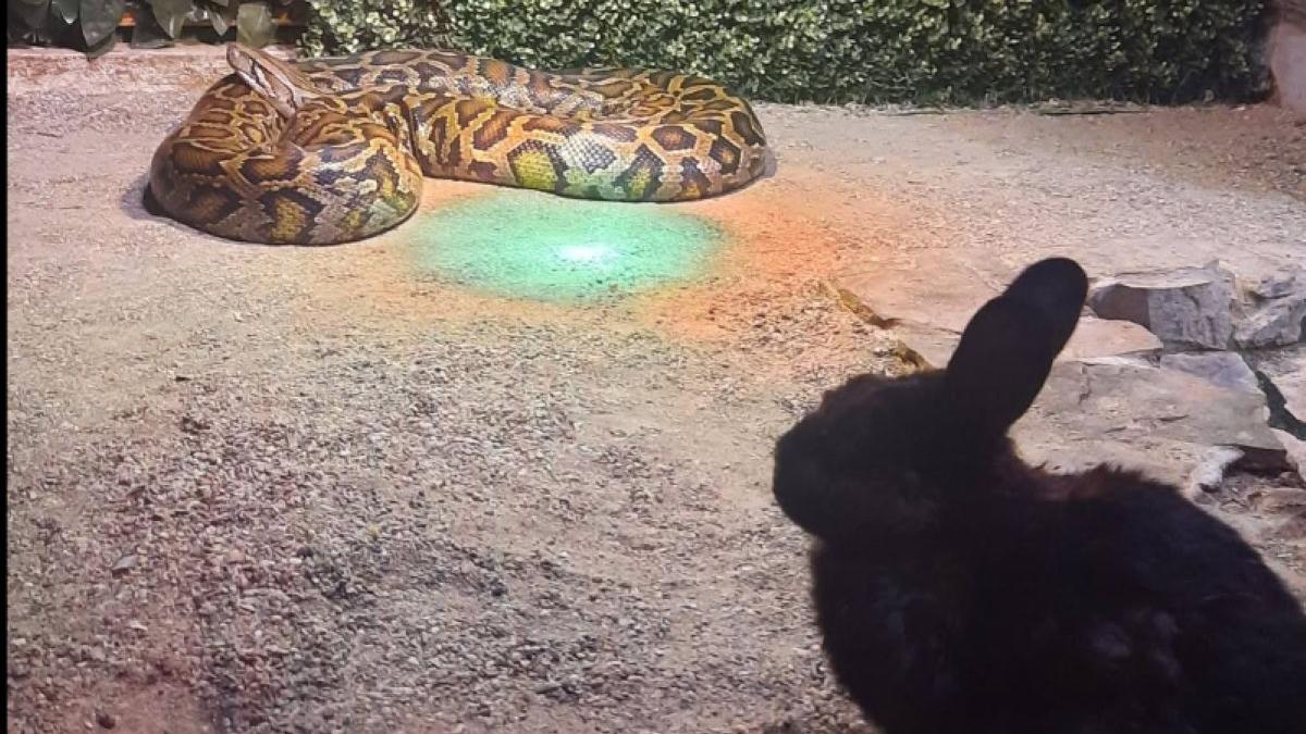 Controverse la Zoo Sibiu după ce un iepure viu a fost hrănit unui piton în fața copiilor