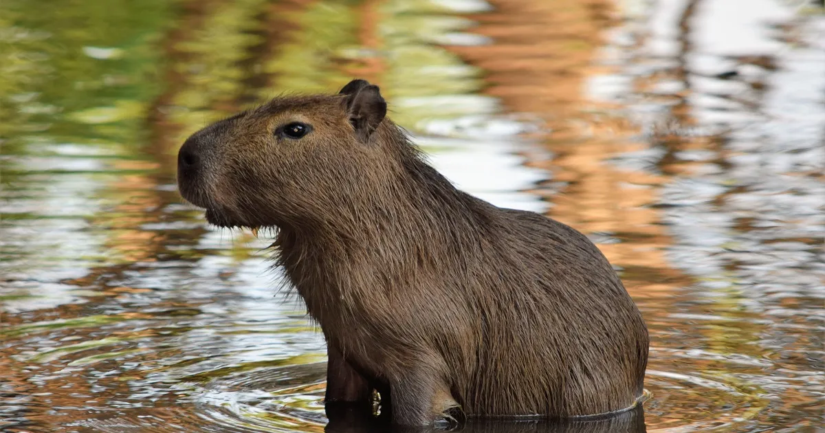 Capibara Samba, evadată din grădina zoologică Marwell, rămâne de negăsit după șase luni
