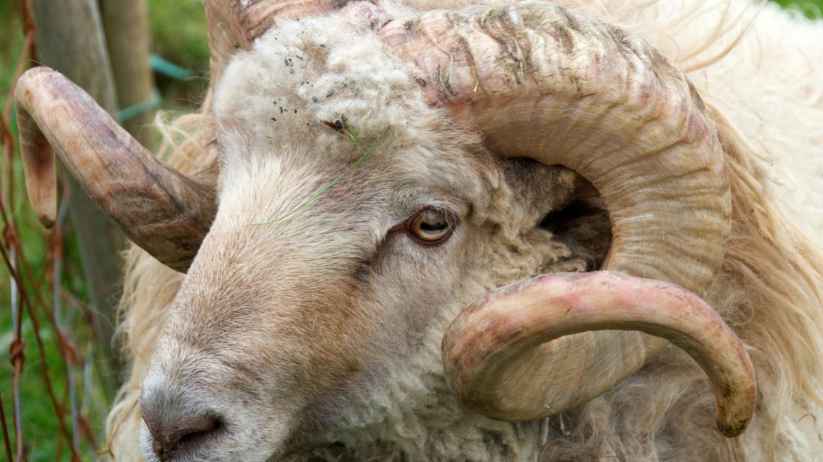 Femeie de 82 de ani în stare critică după ce a fost împunsă de un berbec în curtea locuinței