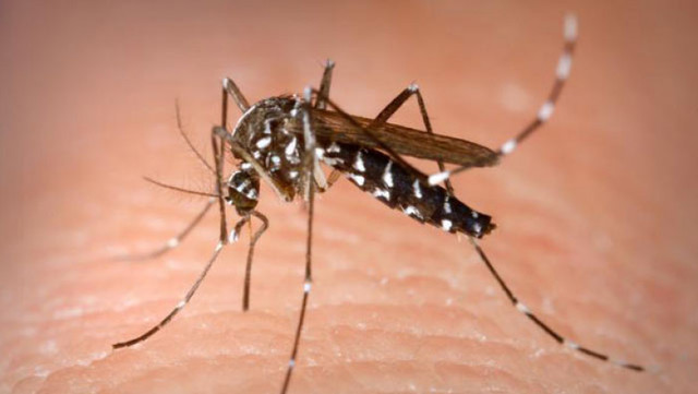 117 cazuri de West Nile înregistrate în România: Bucureștiul este zona cu cele mai multe infecții