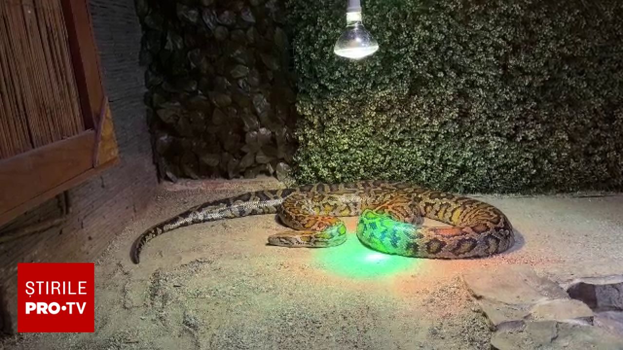 Rezultatul controlului de la Zoo Sibiu: Reptila nu a încălcat nicio normă legală după incidentul cu iepurele