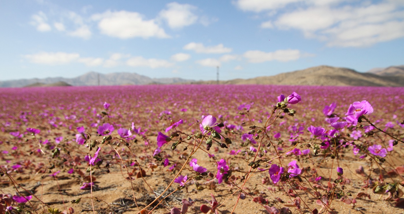 Fenomen spectaculos în Chile: Cel mai arid deșert de pe Pământ este acoperit de un covor de flori