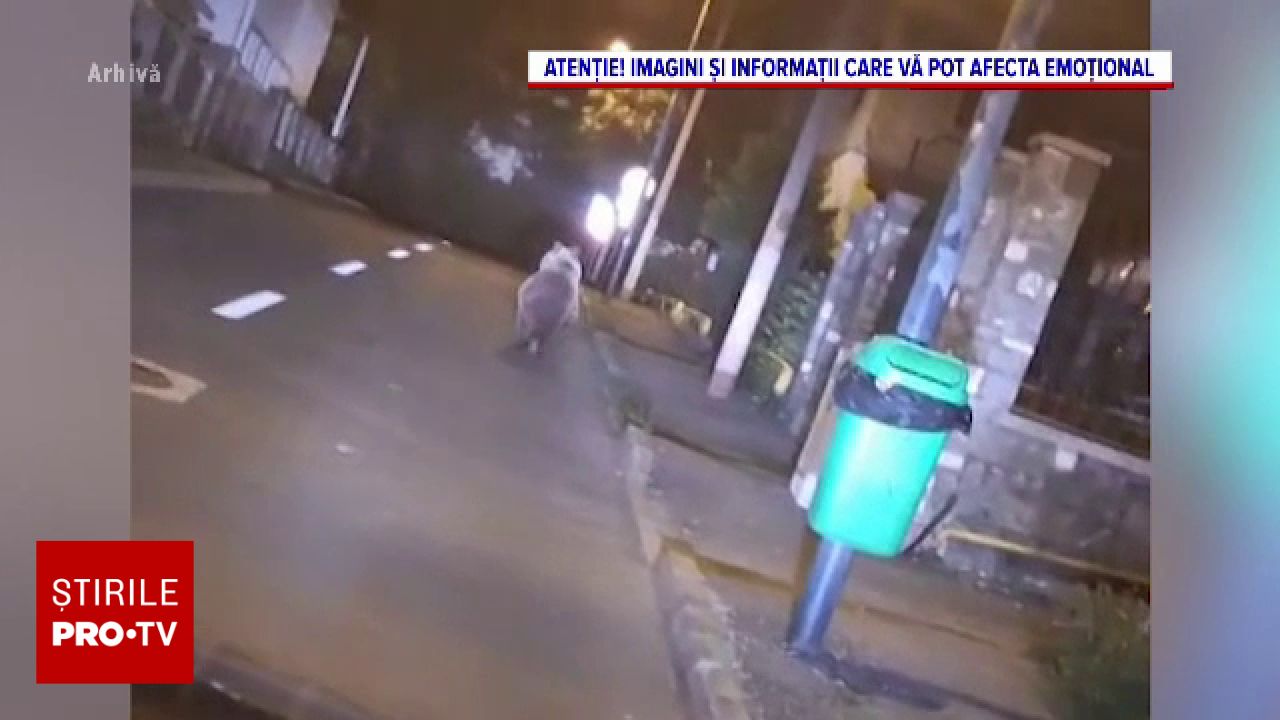 Două accidente cu urși în județul Mureș în aceeași zi: un animal a murit, altul a fugit rănit